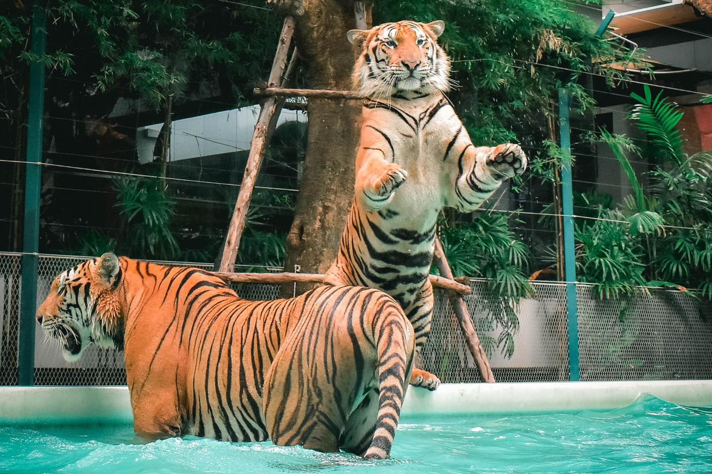 Pattaya Itinerary Package